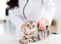 Rice Creek Animal Hospital - Pet Wellness Examinations