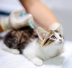 Rice Creek Animal Hospital - Puppy & Kitten Care