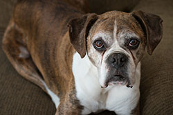 Rice Creek Animal Hospital - Senior Pet Care