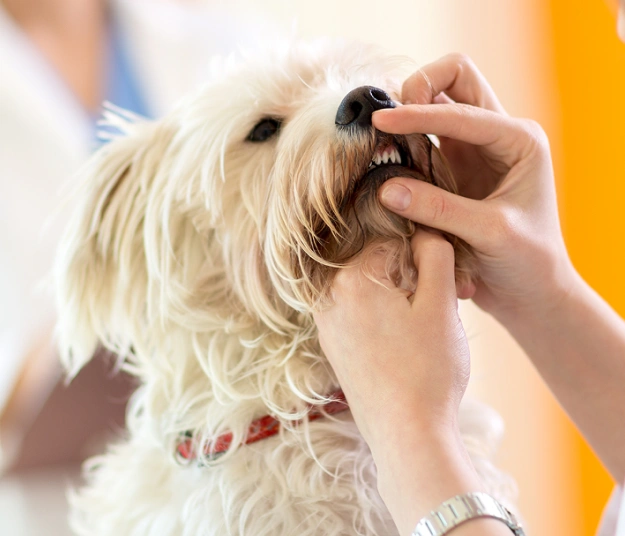 Pet Dental Services