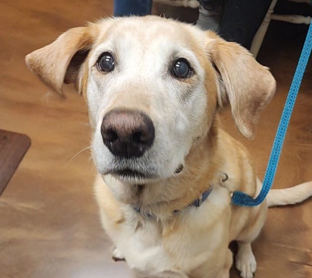 petdesk-Why-is-PetDesk-Good-for-Pet-Owners