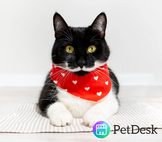 Our PetDesk App