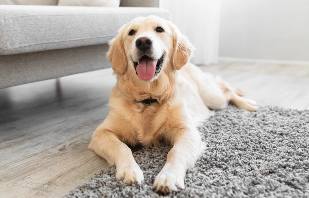 Pet Pain Management