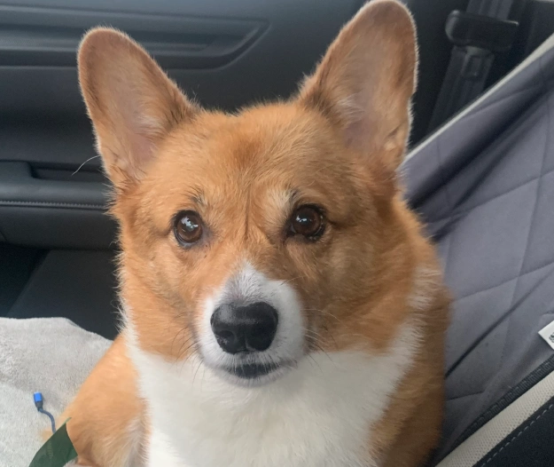 Preventative Pet Care