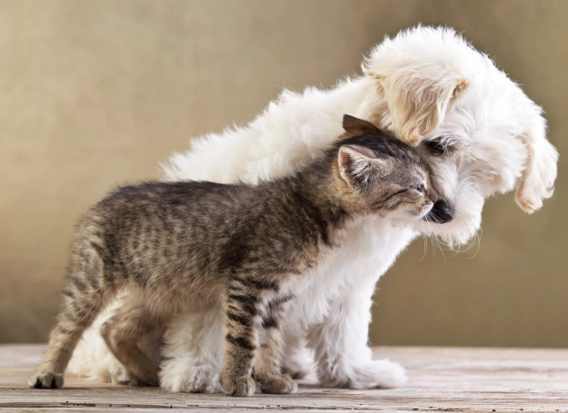 Puppy & Kitten Care