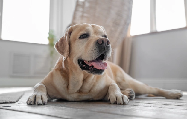 Senior Pet Care