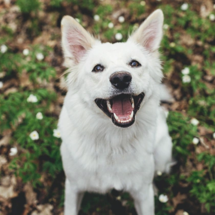Pet Dental Services