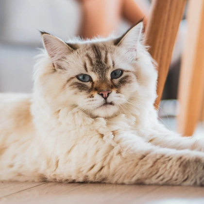 Senior Pet Care