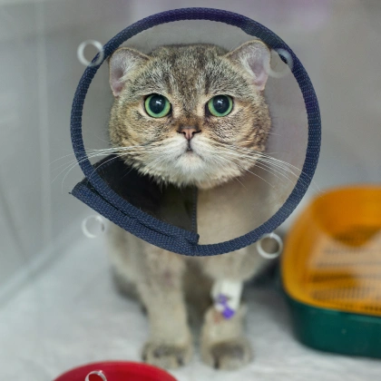 Veterinary Pet Surgery