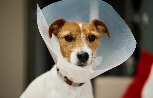 Veterinary Pet Surgery