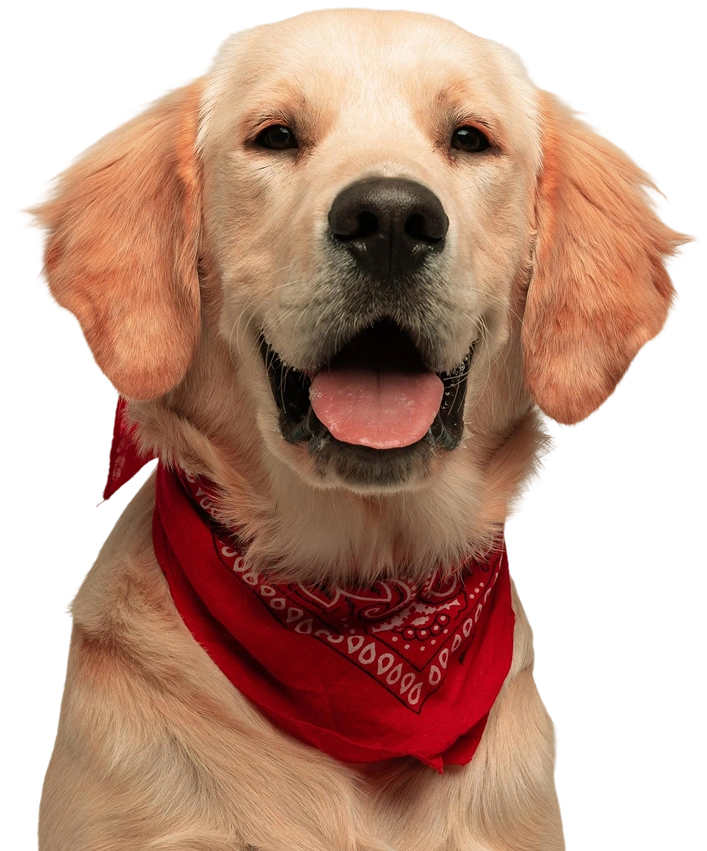 Your Partner in Lifelong Pet Wellness Image