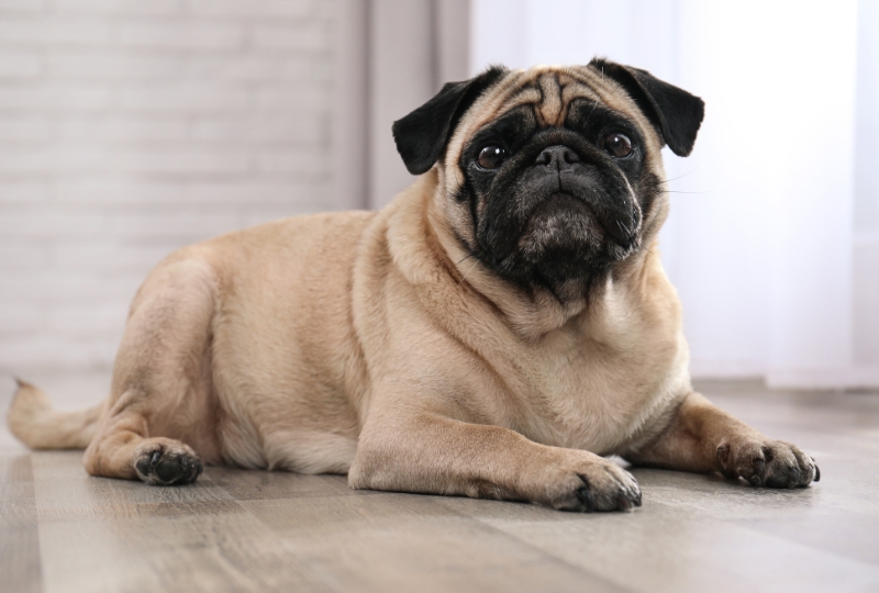 importance-of-preventative-care-for-your-pets