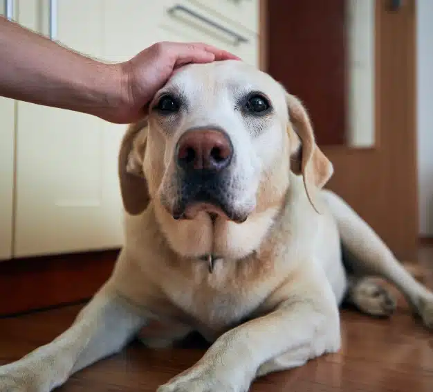 Urgent Pet Care