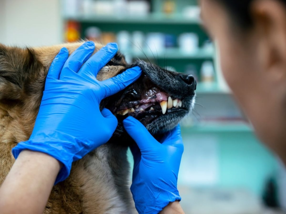 pet-dental-care-prevent-common-oral-health-problems