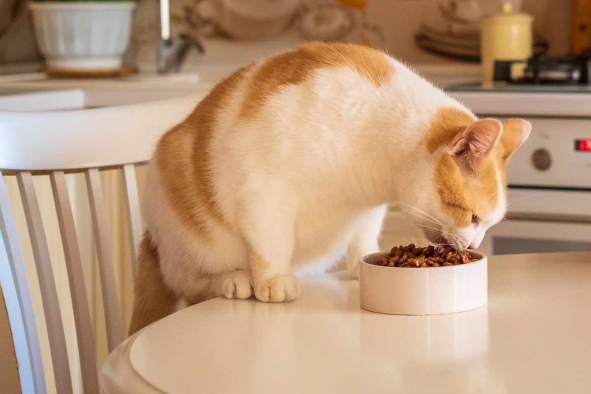 senior-pet-nutrition-health