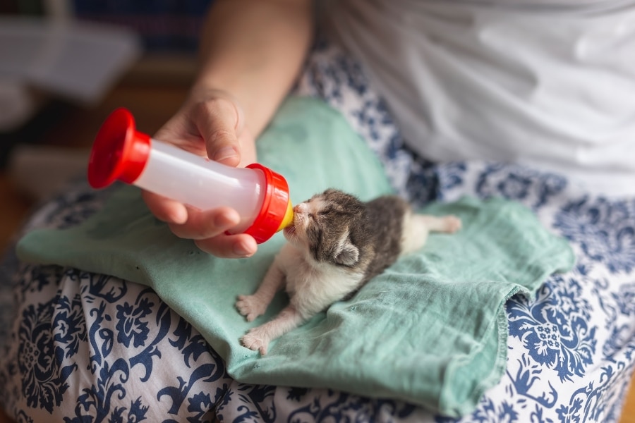 how-to-create-a-safe-and-healthy-routine-for-your-new-kitten